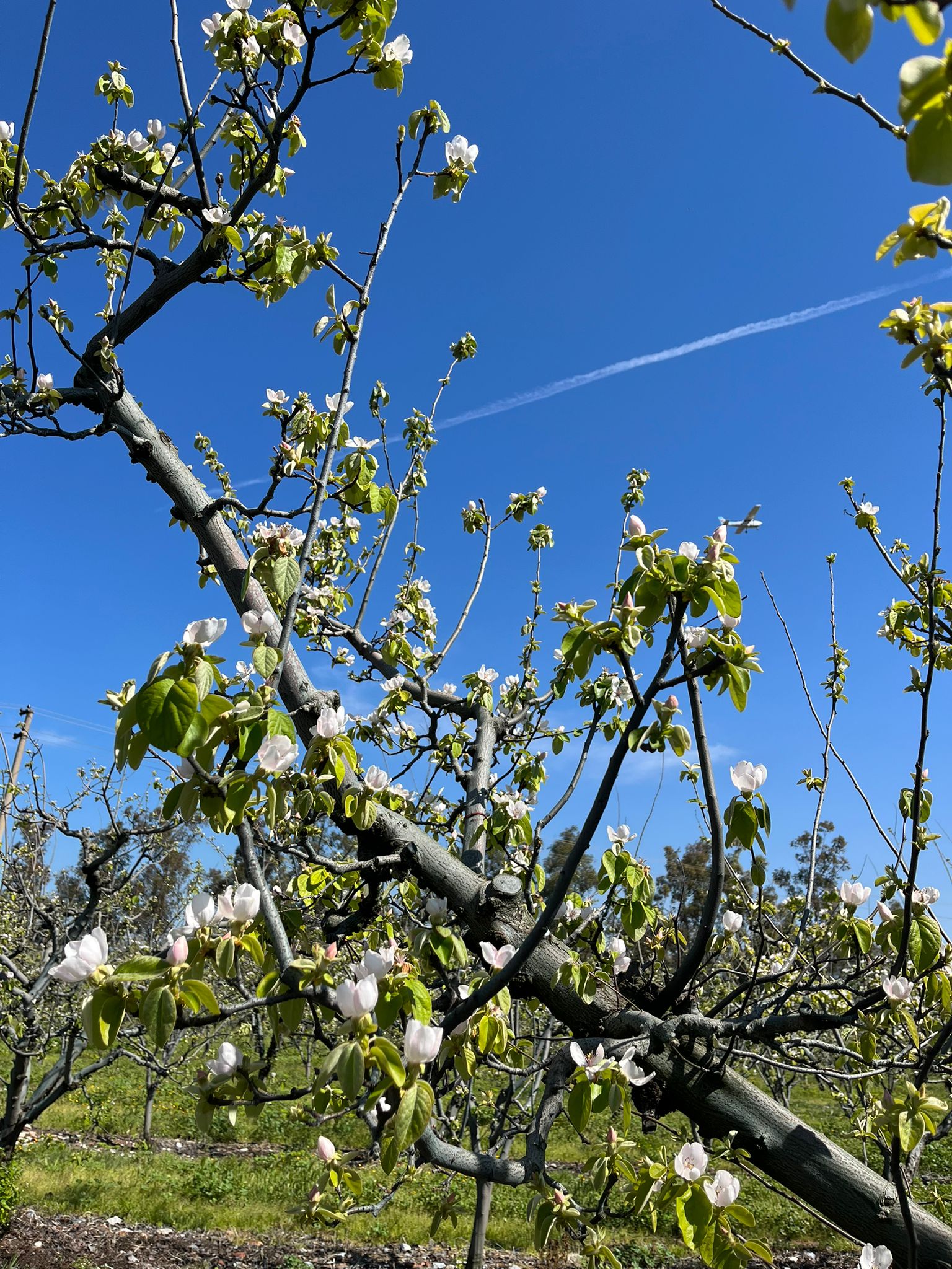 Ayva çiçek açtı yaz geliyor